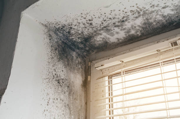 Affordable Mold Cleanup solutions in Holland, MI